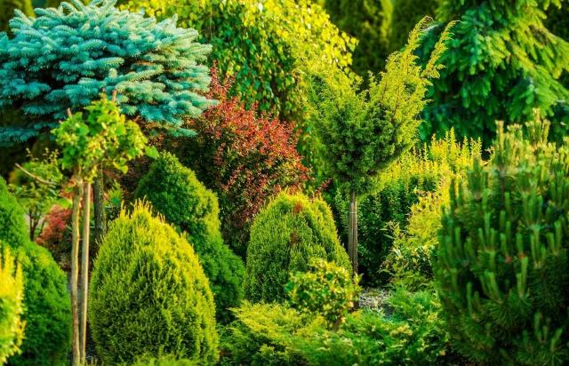 ogród dekoracyjny cały rok, rośliny zimozielone, rośliny iglaste, kompozycje roślinne, ogród mało wymagający, ogrody 