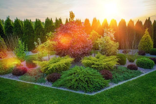 ogrody przydomowe, jak urządzić ogród, kompozycje iglaków, krzewy i drzewa iglaste, ogród z iglakami 