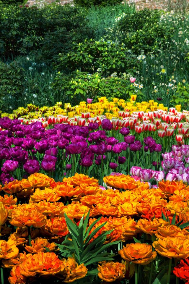 kolorowe roślin, kompozycje roślin, rośliny w ogrodzie, rośliny do ogrodu, ogród, ogrodowe inspiracje 