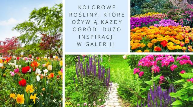 Kolorowe rośliny, które ożywią każdy ogród. Dużo inspiracji w galerii!