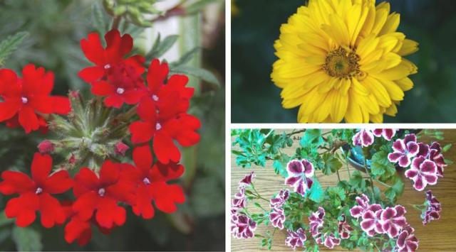 Łatwy ogród: Niewymagające kwiaty do ogrodu, które lubią słońce