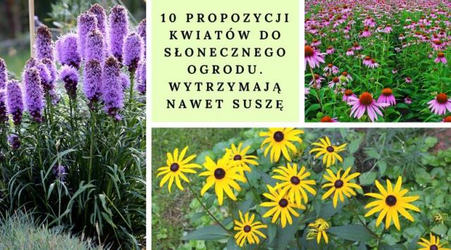 10 propozycji kwiatów do słonecznego ogrodu. Wytrzymają nawet suszę