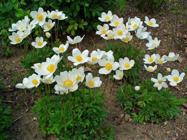 rośliny w biały kolorze, rośliny kwitnące na biało, rośliny, ogród, kwiaty białe 