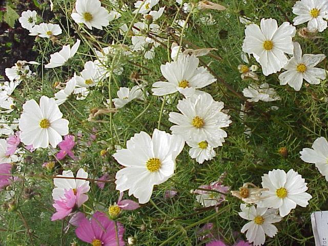 rośliny kwitnące na biało, rośliny, ogród, kwiaty białe, rośliny w biały kolorze 