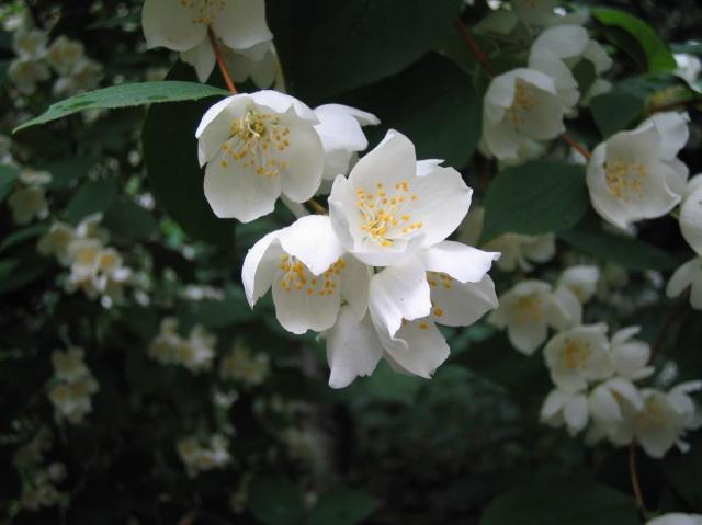 kwiaty białe, rośliny w biały kolorze, rośliny kwitnące na biało, rośliny, ogród 