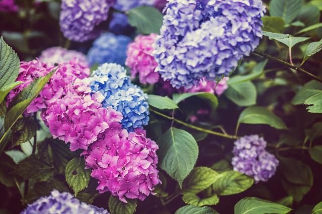 Kwiaty do ogrodu na cały rok – jakie wybrać?