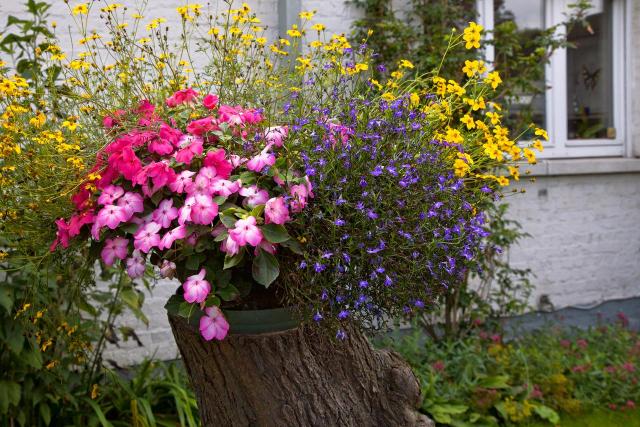 10 kompozycji roślinnych do ogrodu, które będą  wyglądać ślicznie przed Twoim domem