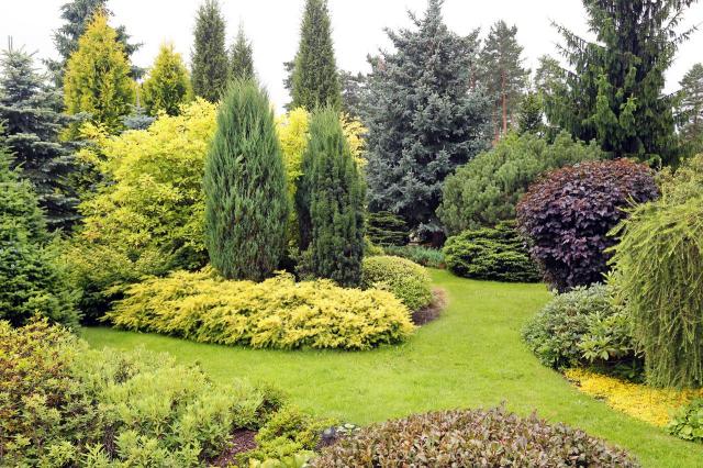 ogród z iglakami, ogrody przydomowe, jak urządzić ogród, kompozycje iglaków, krzewy i drzewa iglaste 