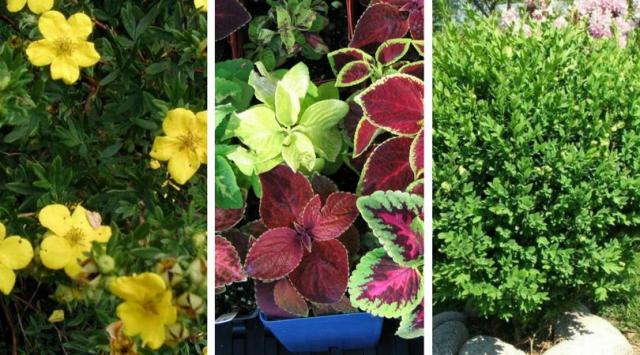 6  najlepszych roślin na balkon, które są odporne na mrozy i wysokie temperatury