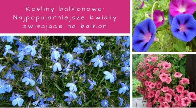 Rośliny balkonowe: Najpopularniejsze kwiaty zwisające na balkon