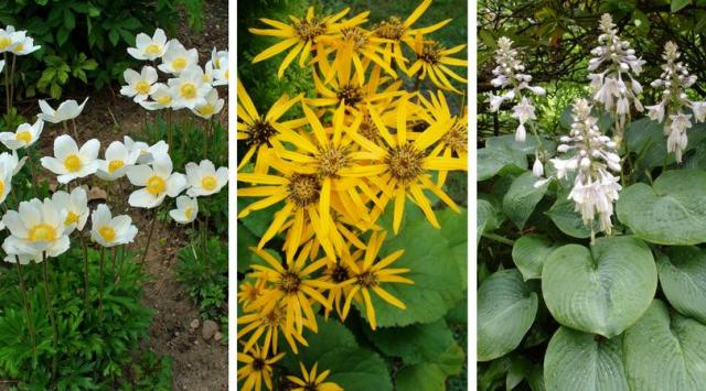 6 sprawdzonych roślin do cienistego miejsca w ogrodzie