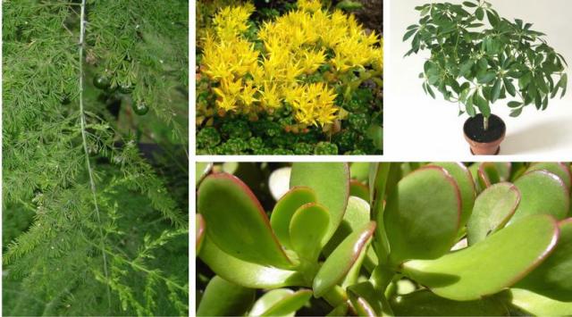 7 roślin dla zapracowanych. Łatwe w pielęgnacji kwiaty doniczkowe
