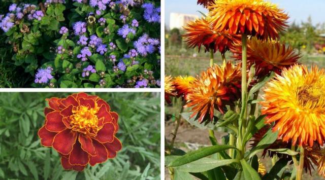Galeria zdjęć: Najpiękniejsze kwiaty ogrodowe jednoroczne
