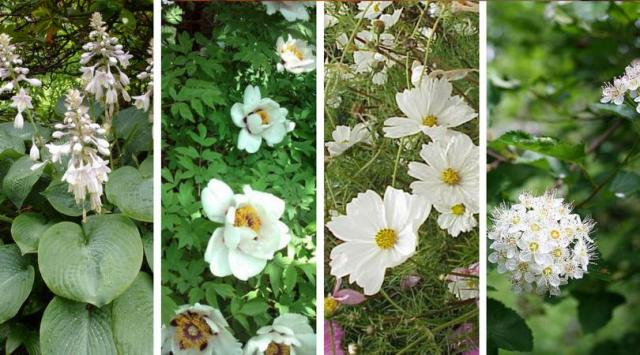 Ogrodowe inspiracje: Kwiaty białe do ogrodu i na balkon