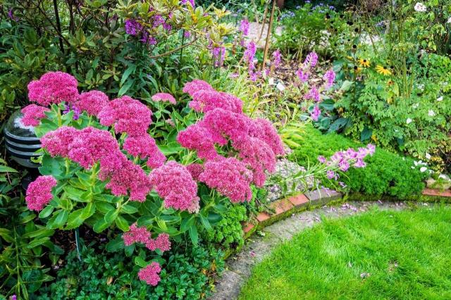 kompozycje roślinne, kwiaty w ogrodzie, kompozycje do ogrodu, rabaty ogrodowe, ogród, ogród angielski 