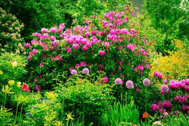 kwiaty w ogrodzie, kompozycje do ogrodu, rabaty ogrodowe, ogród, ogród angielski, kompozycje roślinne 