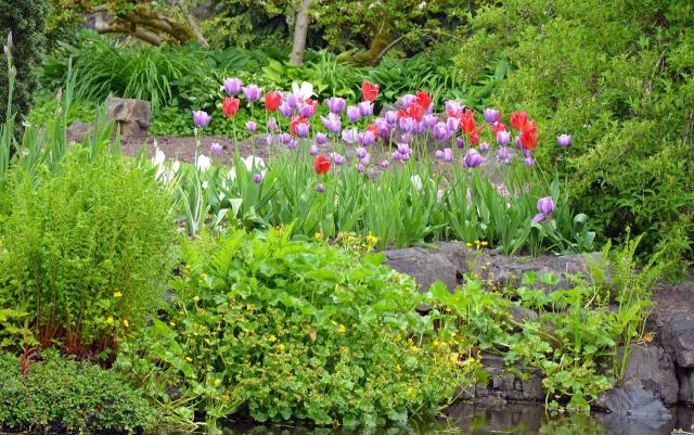 ogród, ogrody przydomowe, kwiaty do ogrodu, kompozycje roślinne, rośliny w ogrodzie 