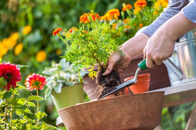 Na uprawę tych ogrodowych kwiatów poświęcisz tylko kilka minut rocznie