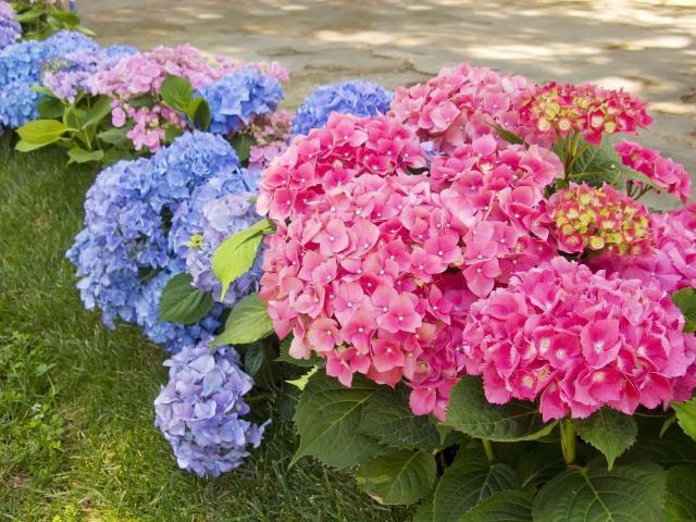 6 kwiatów, które warto wybrać do cienistego ogrodu